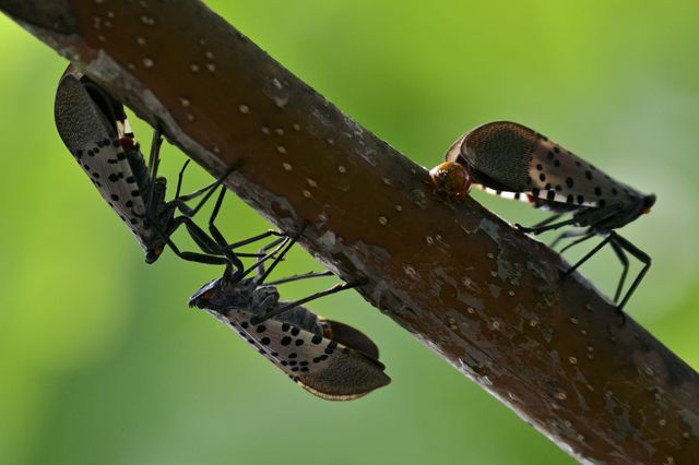 A photo of spotted lanternflies on a branch in Pennsylvania.